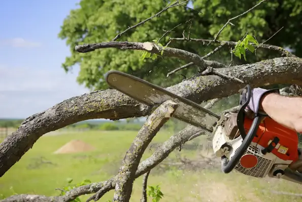 Tree Service